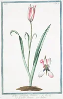An illustration from Hortus Romanus plantaru (1772)