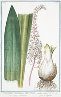 An illustration from Hortus Romanus plantaru (1772)