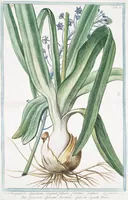 An illustration from Hortus Romanus plantaru (1772)