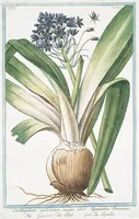 An illustration from Hortus Romanus plantaru (1772)