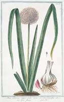 An illustration from Hortus Romanus plantaru (1772)