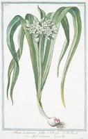 An illustration from Hortus Romanus plantaru (1772)