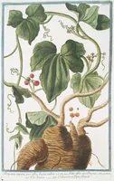 An illustration from Hortus Romanus plantaru (1772)