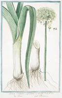 An illustration from Hortus Romanus plantaru (1772)