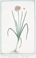 An illustration from Hortus Romanus plantaru (1772)