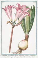 An illustration from Hortus Romanus plantaru (1772)