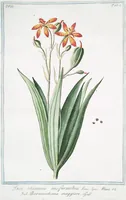 An illustration from Hortus Romanus plantaru (1772)