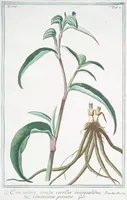 An illustration from Hortus Romanus plantaru (1772)