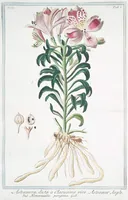 An illustration from Hortus Romanus plantaru (1772)