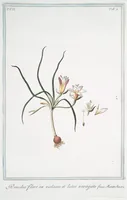 An illustration from Hortus Romanus plantaru (1772)