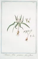 An illustration from Hortus Romanus plantaru (1772)