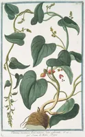 Picture 62 of 713 from Hortus Romanus plantaru (1772), leaf 62