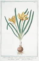 An illustration from Hortus Romanus plantaru (1772)