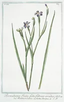 An illustration from Hortus Romanus plantaru (1772)
