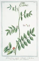 An illustration from Hortus Romanus plantaru (1772)