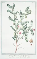 An illustration from Hortus Romanus plantaru (1772)