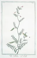 An illustration from Hortus Romanus plantaru (1772)