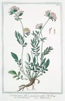 An illustration from Hortus Romanus plantaru (1772)