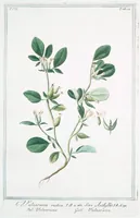 An illustration from Hortus Romanus plantaru (1772)