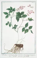 An illustration from Hortus Romanus plantaru (1772)