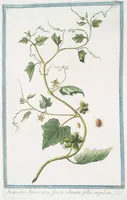 Picture 63 of 713 from Hortus Romanus plantaru (1772), leaf 63