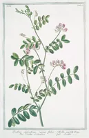 An illustration from Hortus Romanus plantaru (1772)