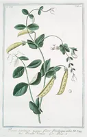 An illustration from Hortus Romanus plantaru (1772)