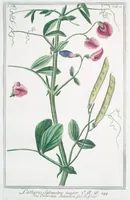 An illustration from Hortus Romanus plantaru (1772)