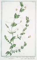 An illustration from Hortus Romanus plantaru (1772)