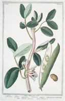 An illustration from Hortus Romanus plantaru (1772)