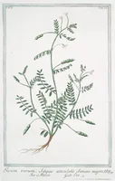 An illustration from Hortus Romanus plantaru (1772)