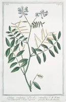 An illustration from Hortus Romanus plantaru (1772)