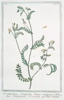 An illustration from Hortus Romanus plantaru (1772)