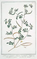 An illustration from Hortus Romanus plantaru (1772)