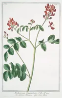 An illustration from Hortus Romanus plantaru (1772)