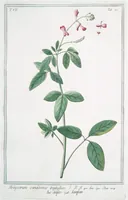 An illustration from Hortus Romanus plantaru (1772)