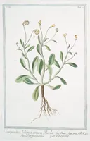 An illustration from Hortus Romanus plantaru (1772)