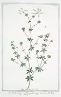 An illustration from Hortus Romanus plantaru (1772)