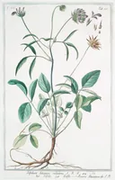An illustration from Hortus Romanus plantaru (1772)