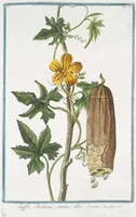 Picture 65 of 713 from Hortus Romanus plantaru (1772), leaf 65