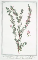 An illustration from Hortus Romanus plantaru (1772)
