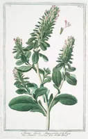 An illustration from Hortus Romanus plantaru (1772)