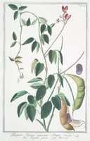 An illustration from Hortus Romanus plantaru (1772)