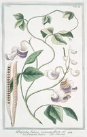 An illustration from Hortus Romanus plantaru (1772)