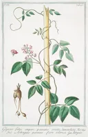 An illustration from Hortus Romanus plantaru (1772)