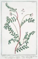 An illustration from Hortus Romanus plantaru (1772)