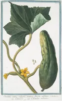 Picture 66 of 713 from Hortus Romanus plantaru (1772), leaf 66