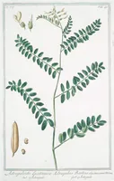 An illustration from Hortus Romanus plantaru (1772)