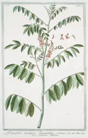 An illustration from Hortus Romanus plantaru (1772)