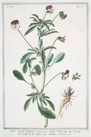 An illustration from Hortus Romanus plantaru (1772)